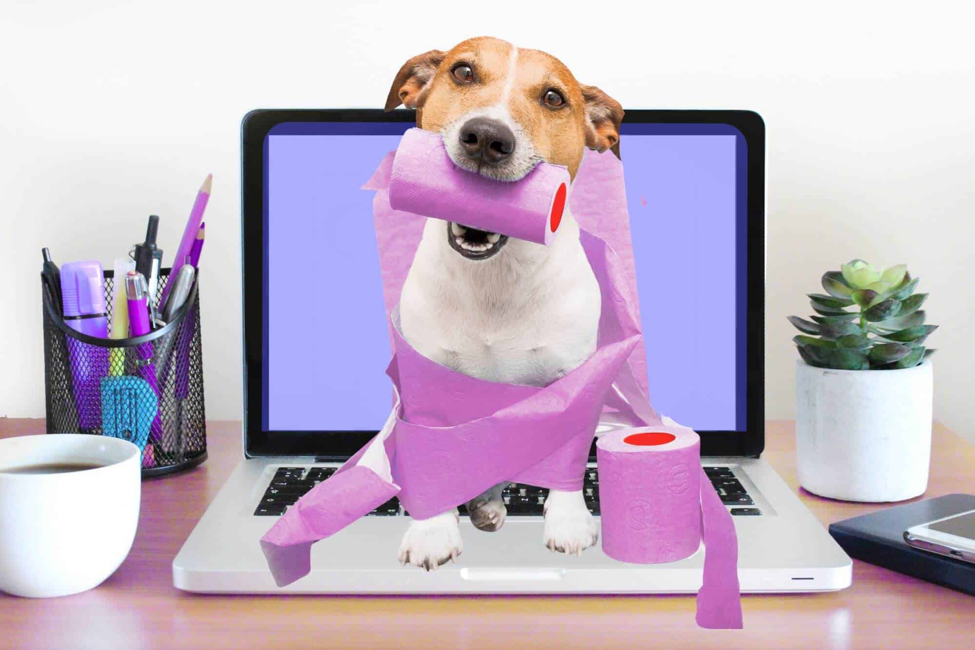 dog with toilet roll on laptop