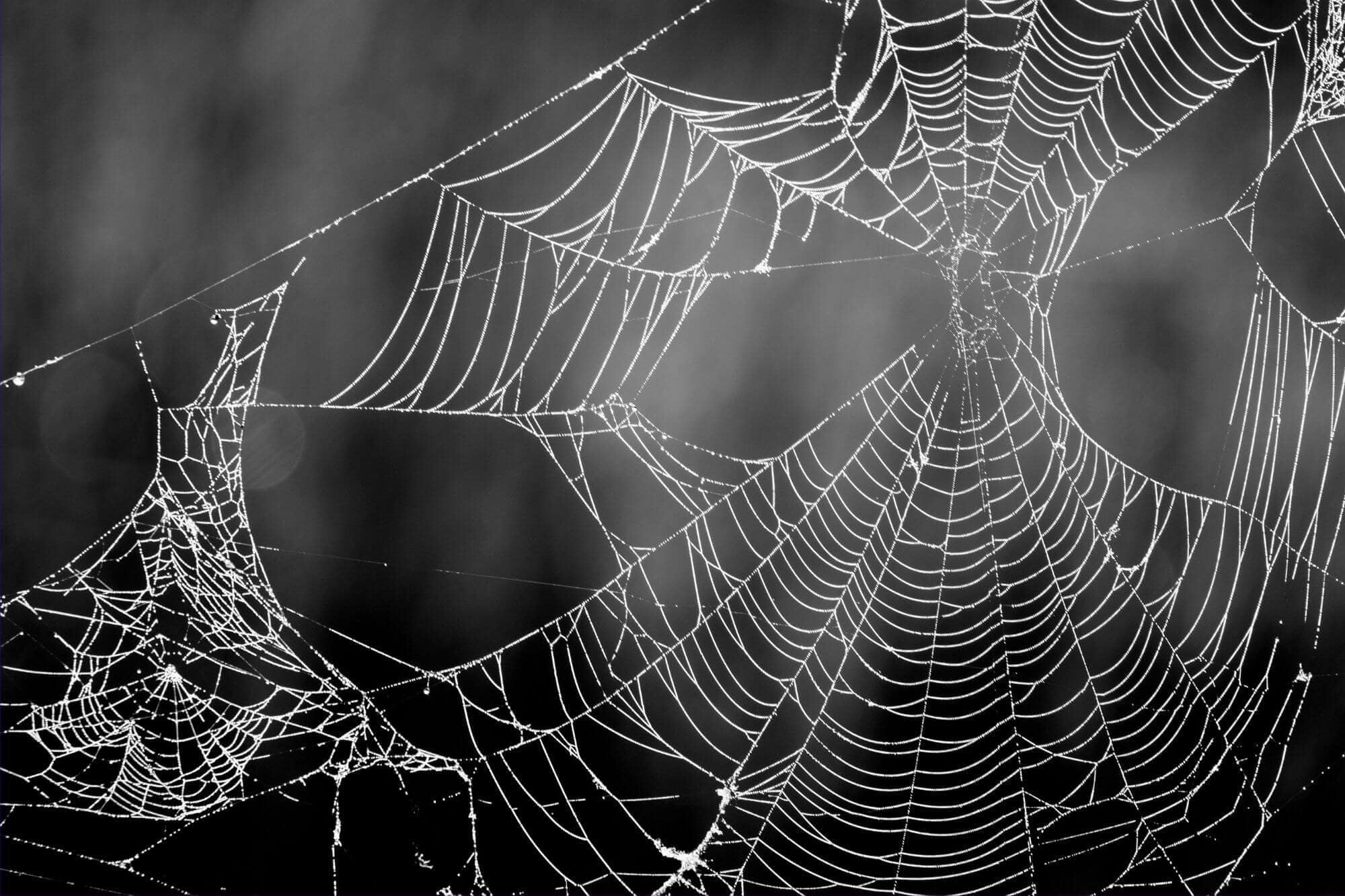 spider web design